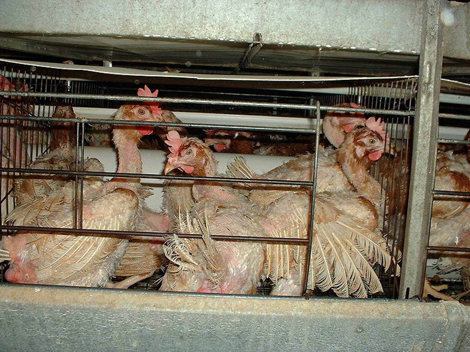 10 Alarming Facts about the Lives of Factory Farmed Animals