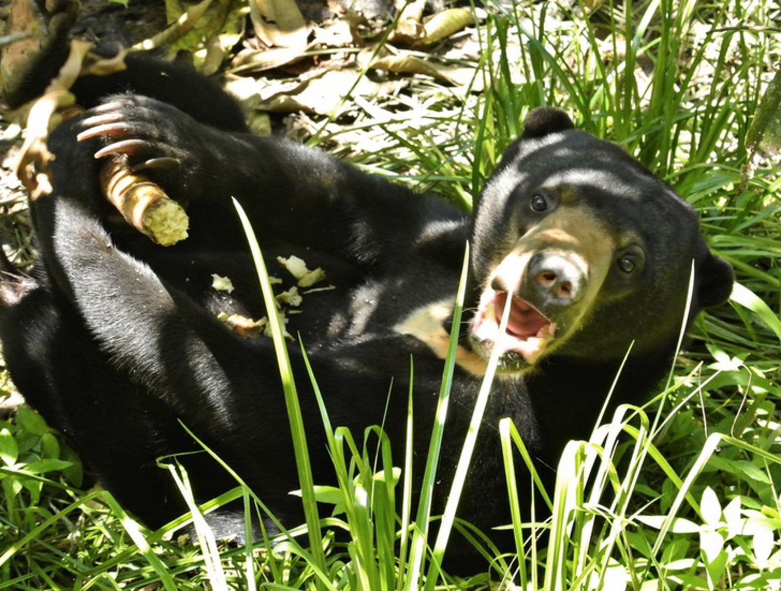 From Illegal Pet Trade Victim to Sanctuary Resident: Meet ‘Fiercely Independent’ Rescued Sun Bear Natalie (PHOTOS)