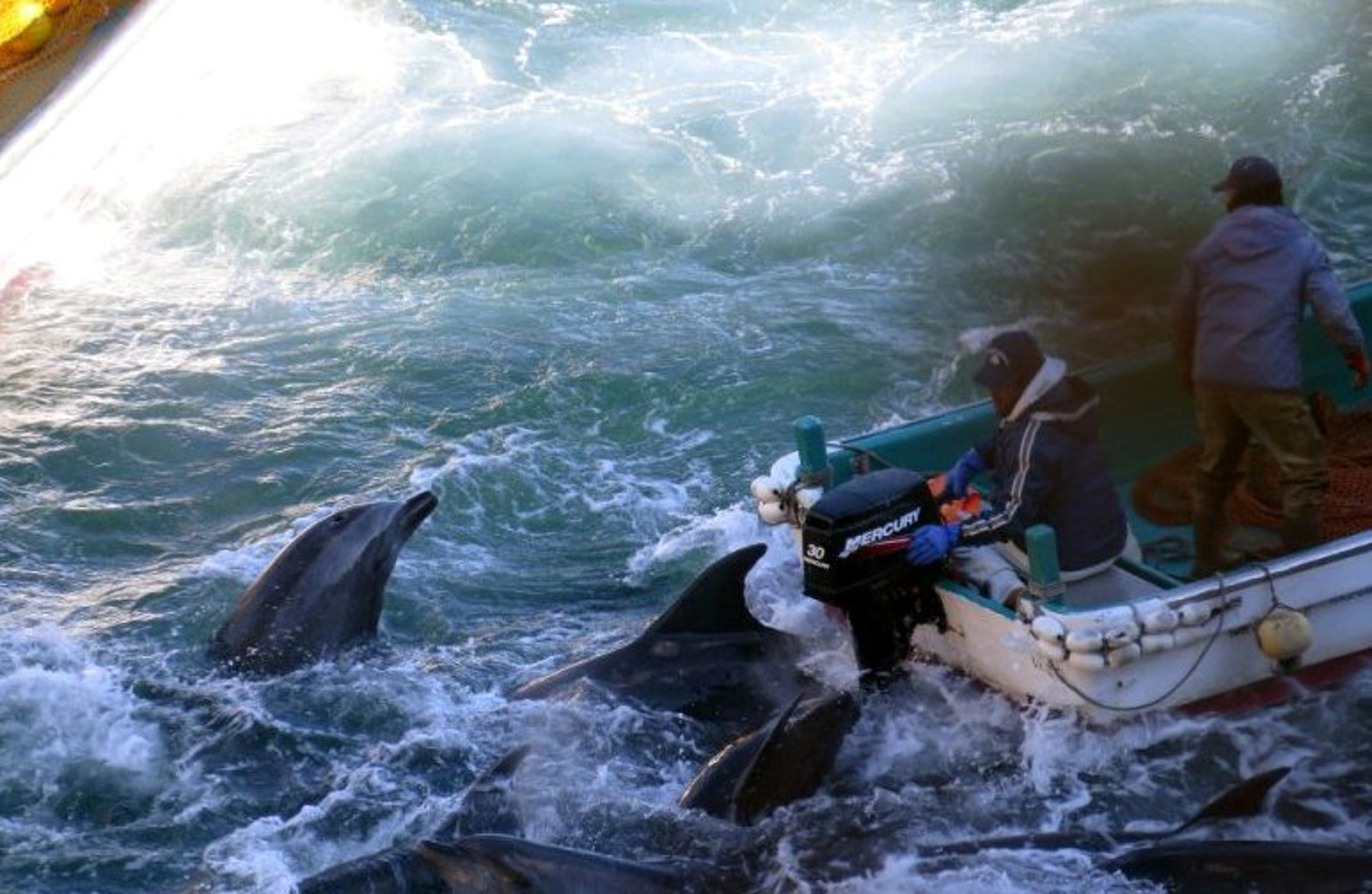 Links Between the Dolphin Slaughter in Taiji and the Faroe Islands