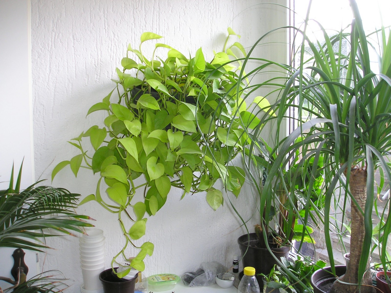 Short on Space? 5 Tips for Gardening Indoors with Limited Space