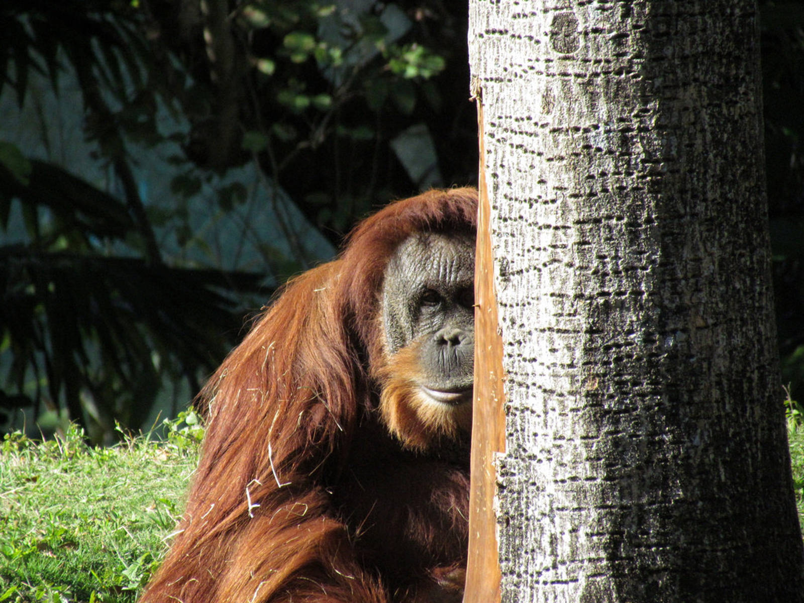 Can the Sumatra's Wildlife Recover from the Impacts of Dirty Palm Oil?