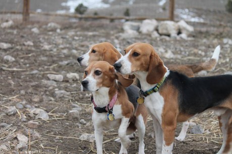5 Awesome Rescue Groups Helping Former Lab Animals