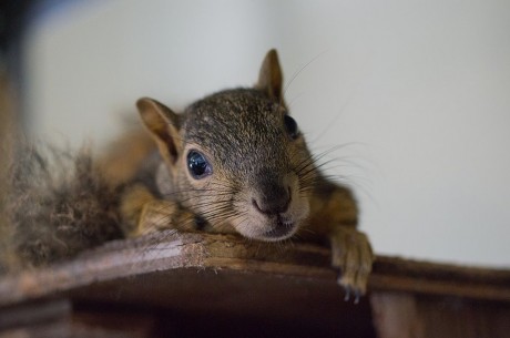 Excellent Wildlife Rehab Centers in the U.S.