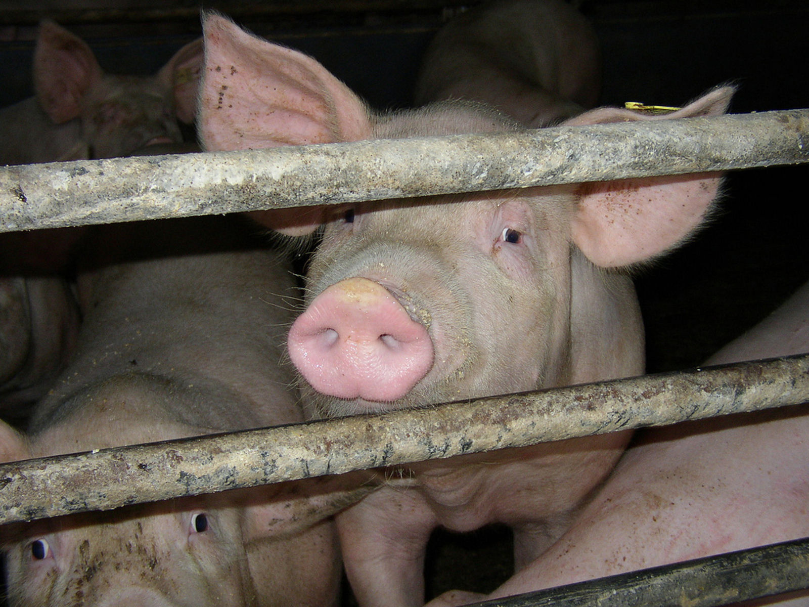 7 All-Star Organizations Fighting for Farm Animal Protection