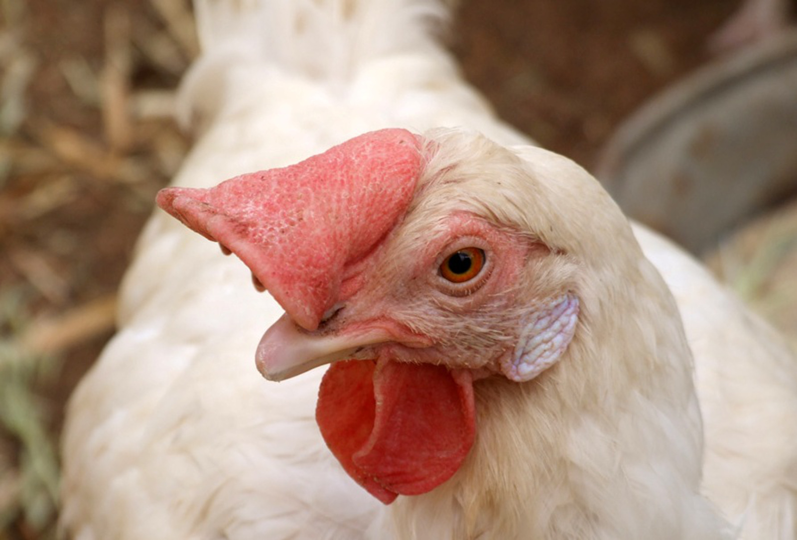 The Year of the Lawsuit: Defending Cruelty to Farms Animals