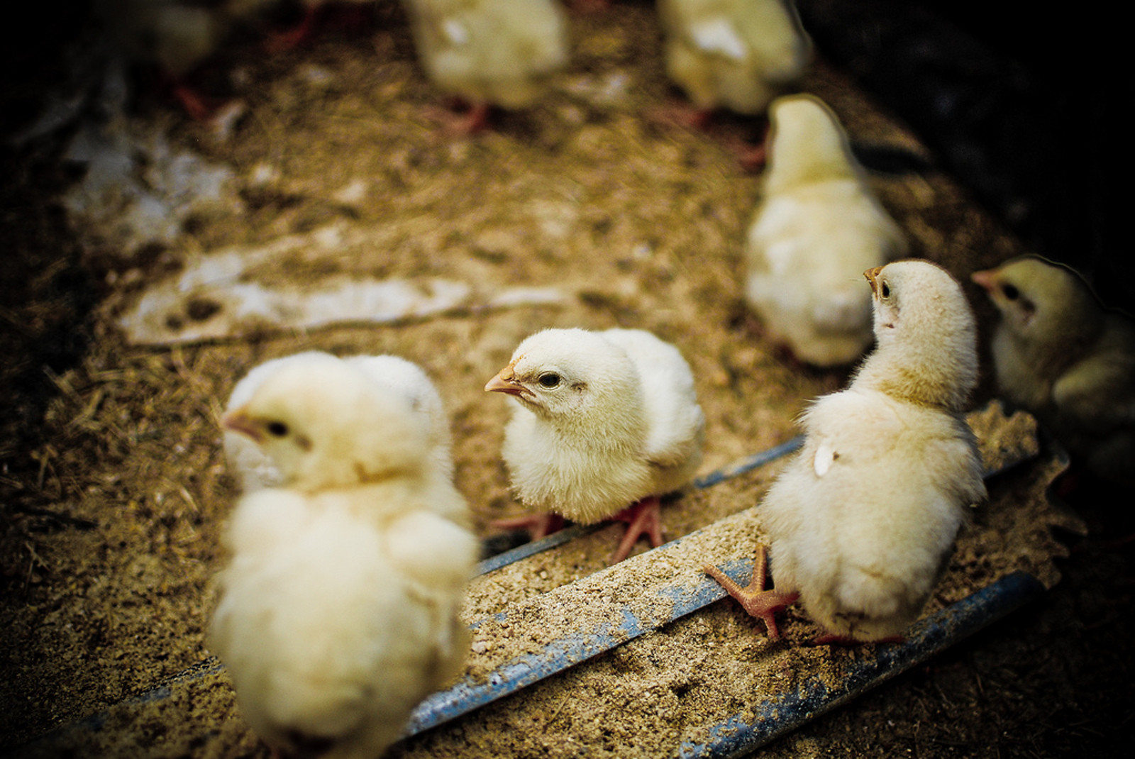 The 5 Worst Things about Being a Male Chick in the Egg Industry