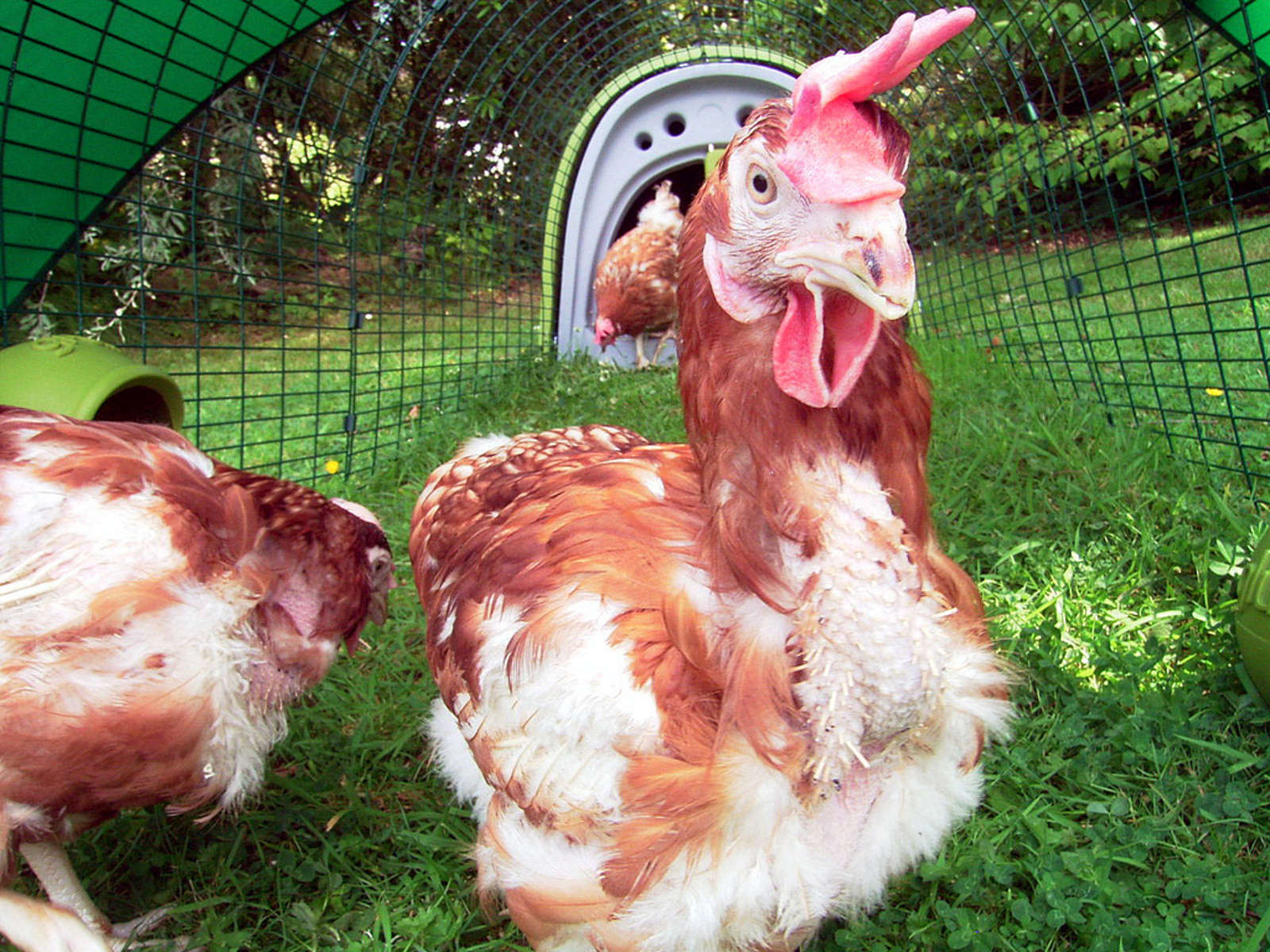 Chicken or Broiler, Cow or Steer, Owner or Guardian? Liberating the Language of Animal Abuse