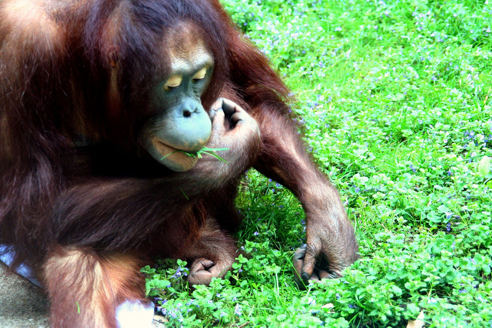 5 Animals Suffering at the Hands of the Palm Oil Industry