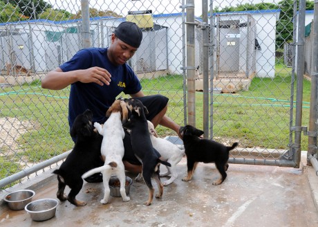 8 Fun Ways You Can Help Your Local Animal Shelter