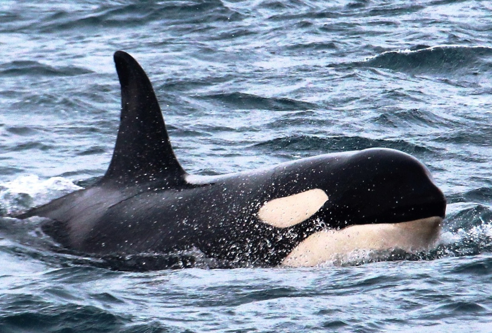 A Personal Reflection On Encounters with Orca