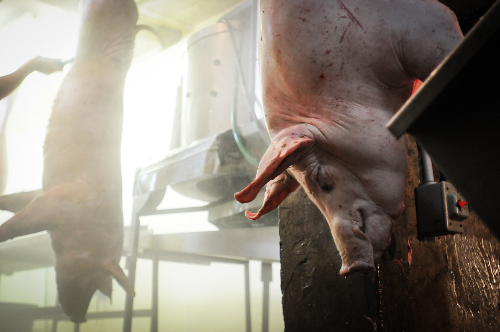 Why People Ignore the Truth About Where Their Meat Actually Comes From