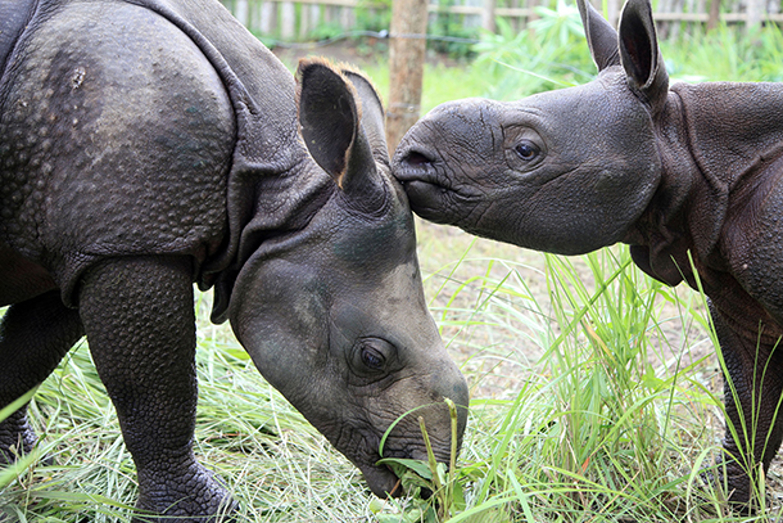 Despite Their Misfortunes, Two Orphaned Rhinos Form a Strong Bond in India