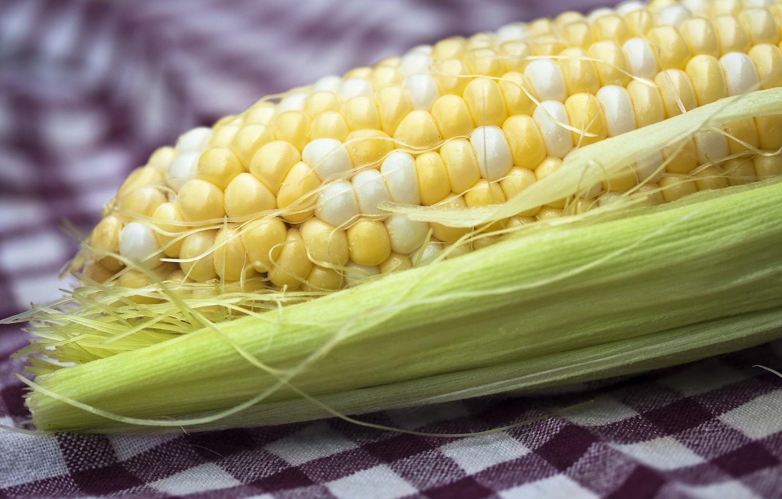 Corn, Corn, Go Away: The Price We Really Pay for Corn