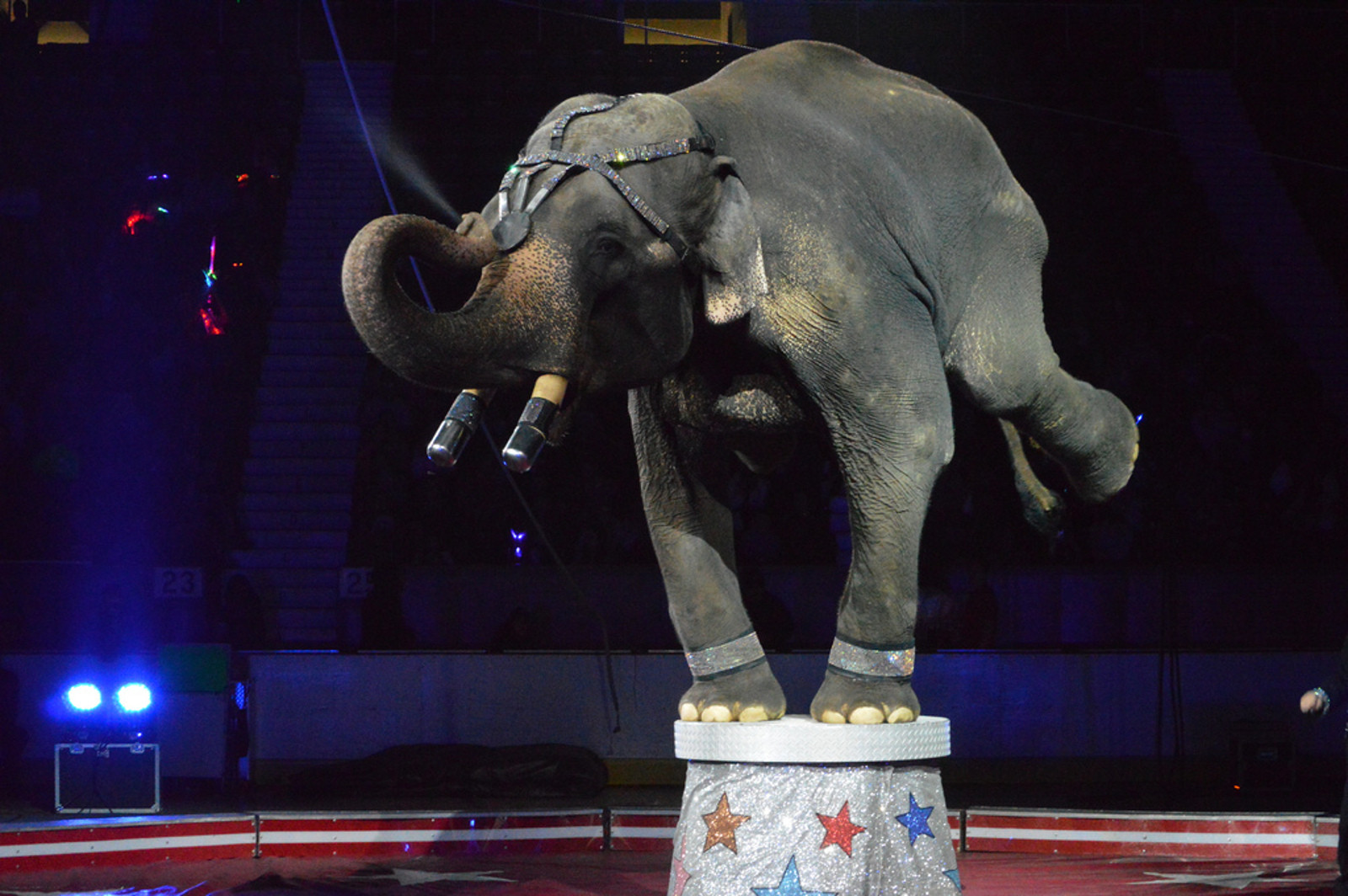 6 Amazing US Cities That Have Taken a Stand Against Circus Cruelty
