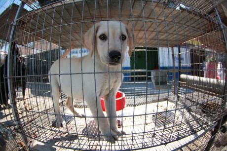 5 Things YOU Can Help Stop Puppy Mills