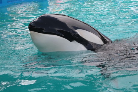 Stunning Advocacy Project Aims to Profile All Orcas Held Captive in Marine Parks (PHOTOS)