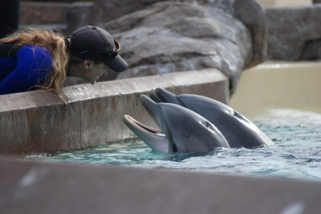 There Is Nothing 'Cute' About Whale and Dolphin Captivity – Here's Why