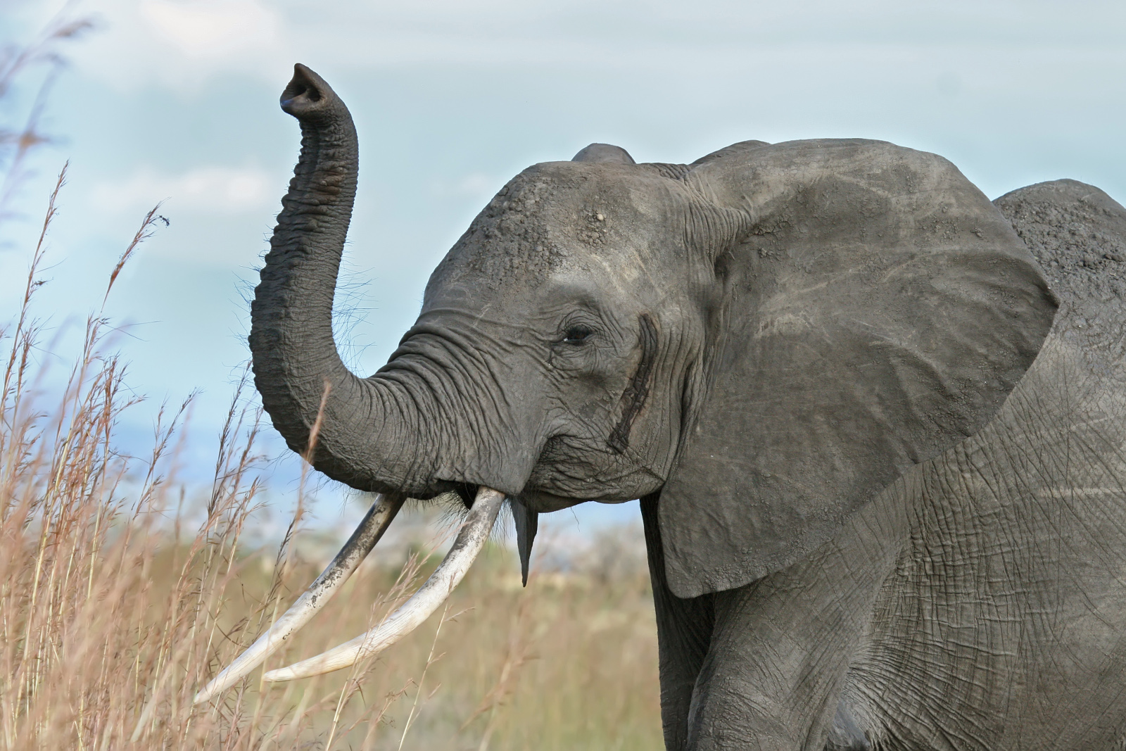3 Recent Elephant Victories Worth Celebrating – and What's Next!