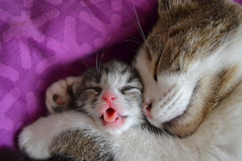 14 Beautiful Photos of Animal Moms With Their Babies