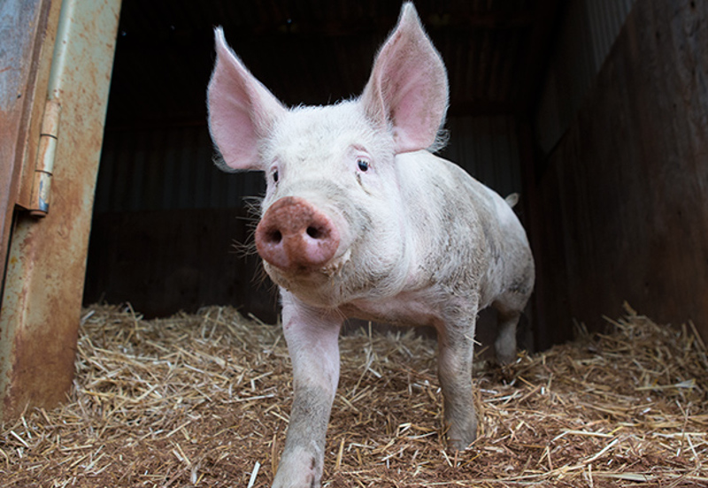 Meet Miss Piggy: All the Sass, No Strings Attached