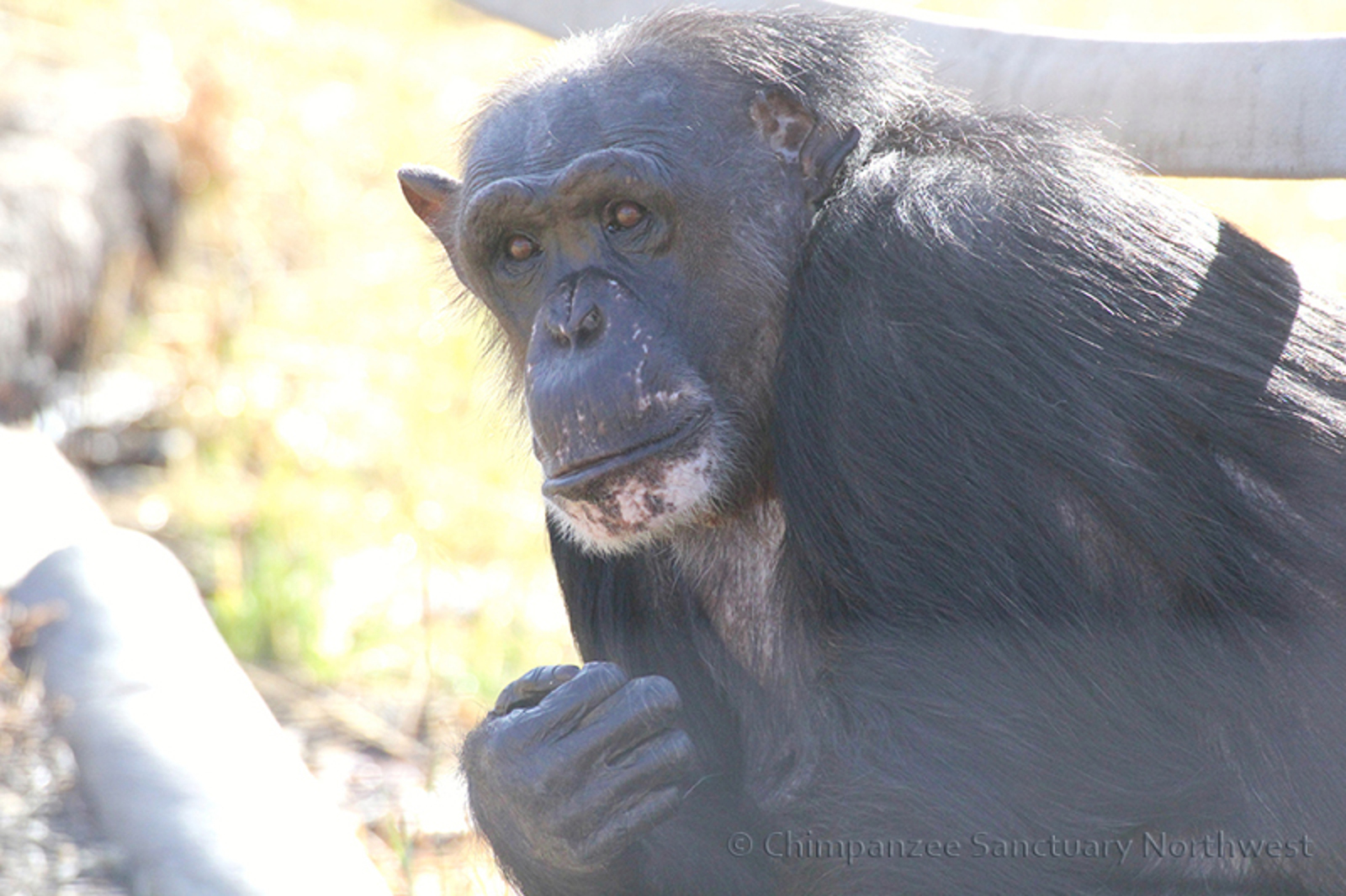 From Unknown to Queen – the Journey of a Special Chimpanzee