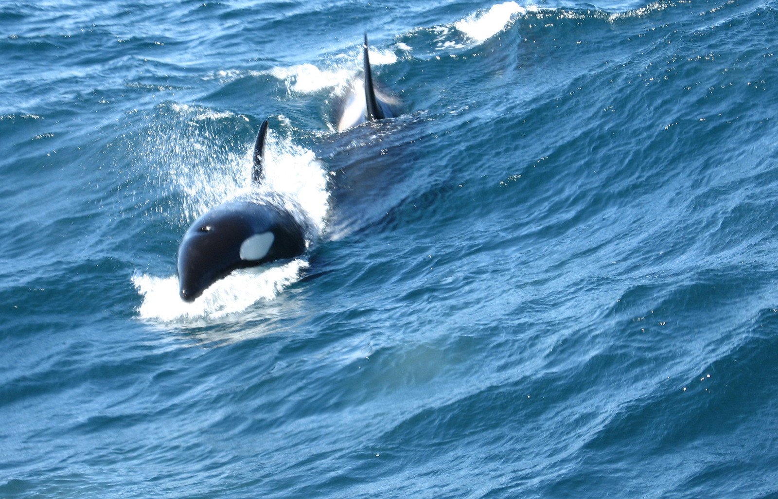 5 Ways Orcas Are Threatened in the Wild