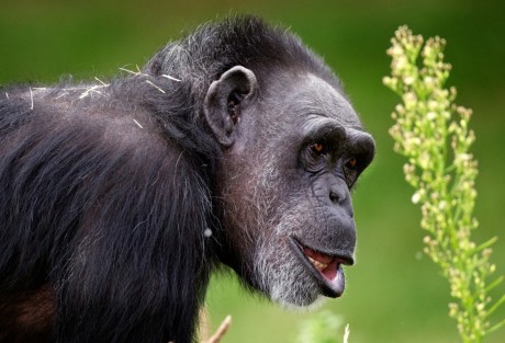 Meet the Best Nonhuman Primate Mothers in North America