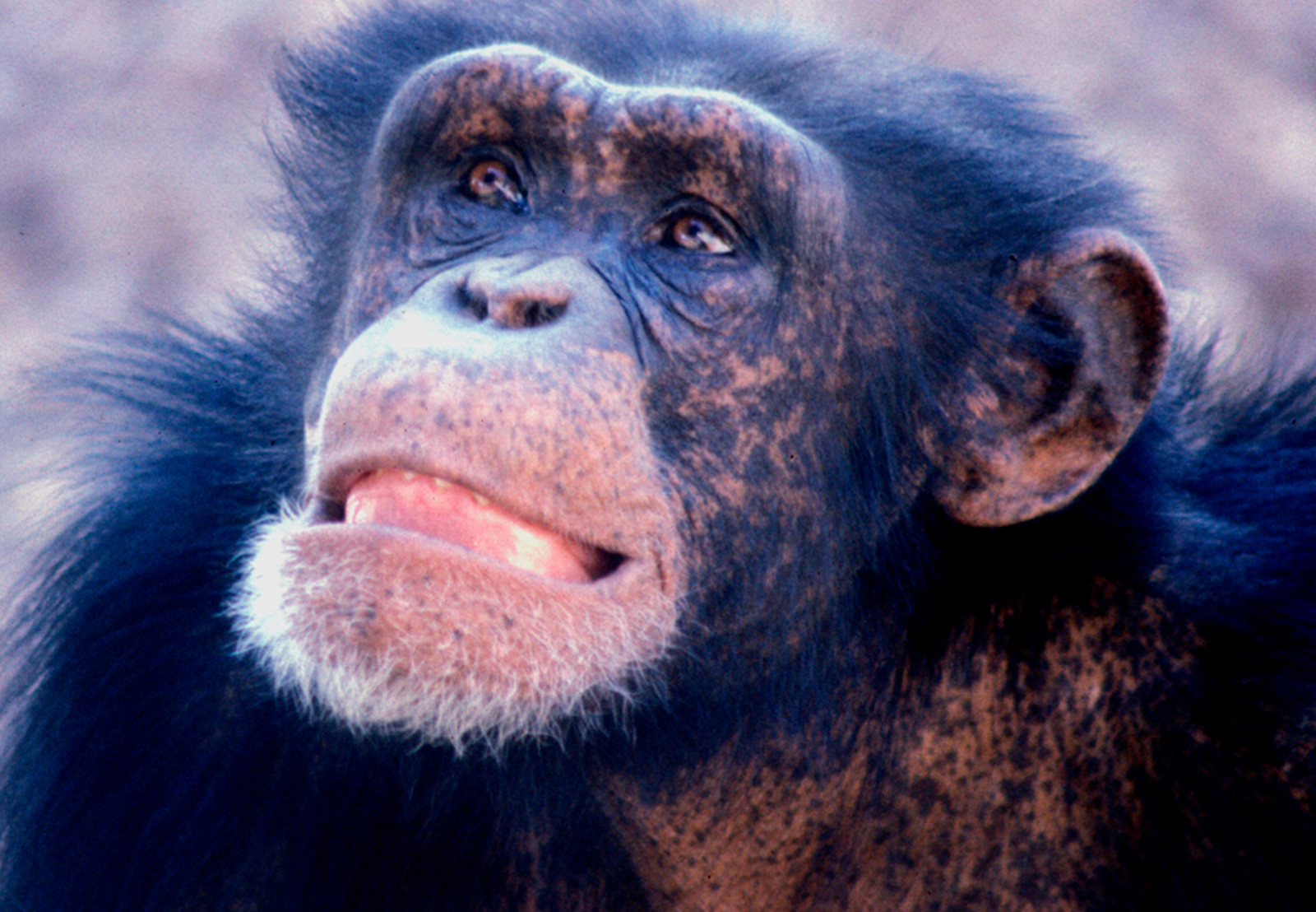 Making the Legal Case for the Rights of a Chimpanzee