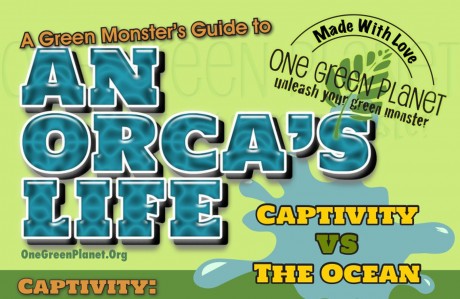 An Orca's Life in Captivity vs. the Ocean [INFOGRAPHIC]
