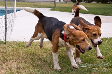 Beagle Rescue Delivers Nine Dogs From the Lab to Loving Homes (VIDEO)