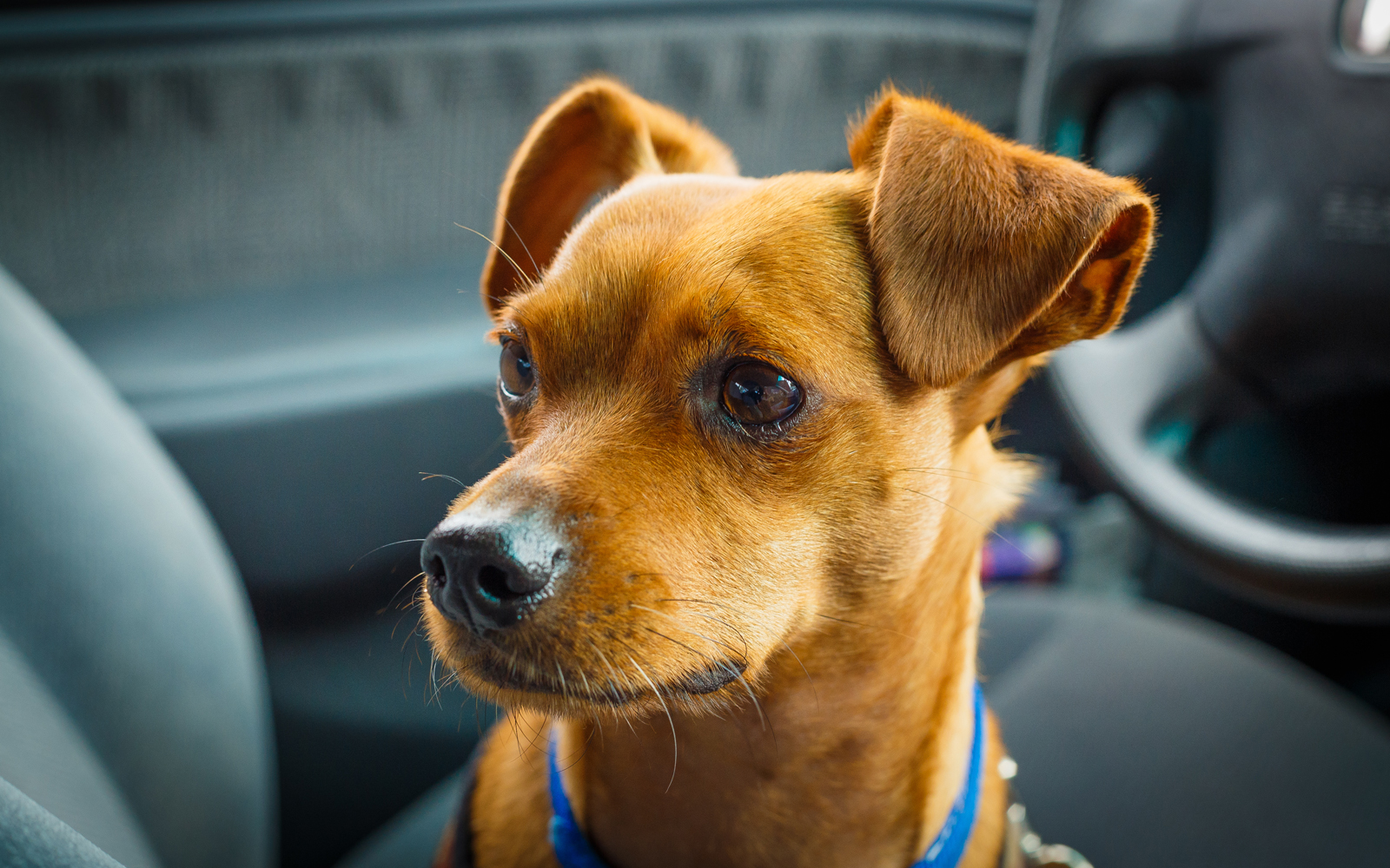 Don’t Leave Pets in Hot Vehicles: Facts to Know and Actions to Take