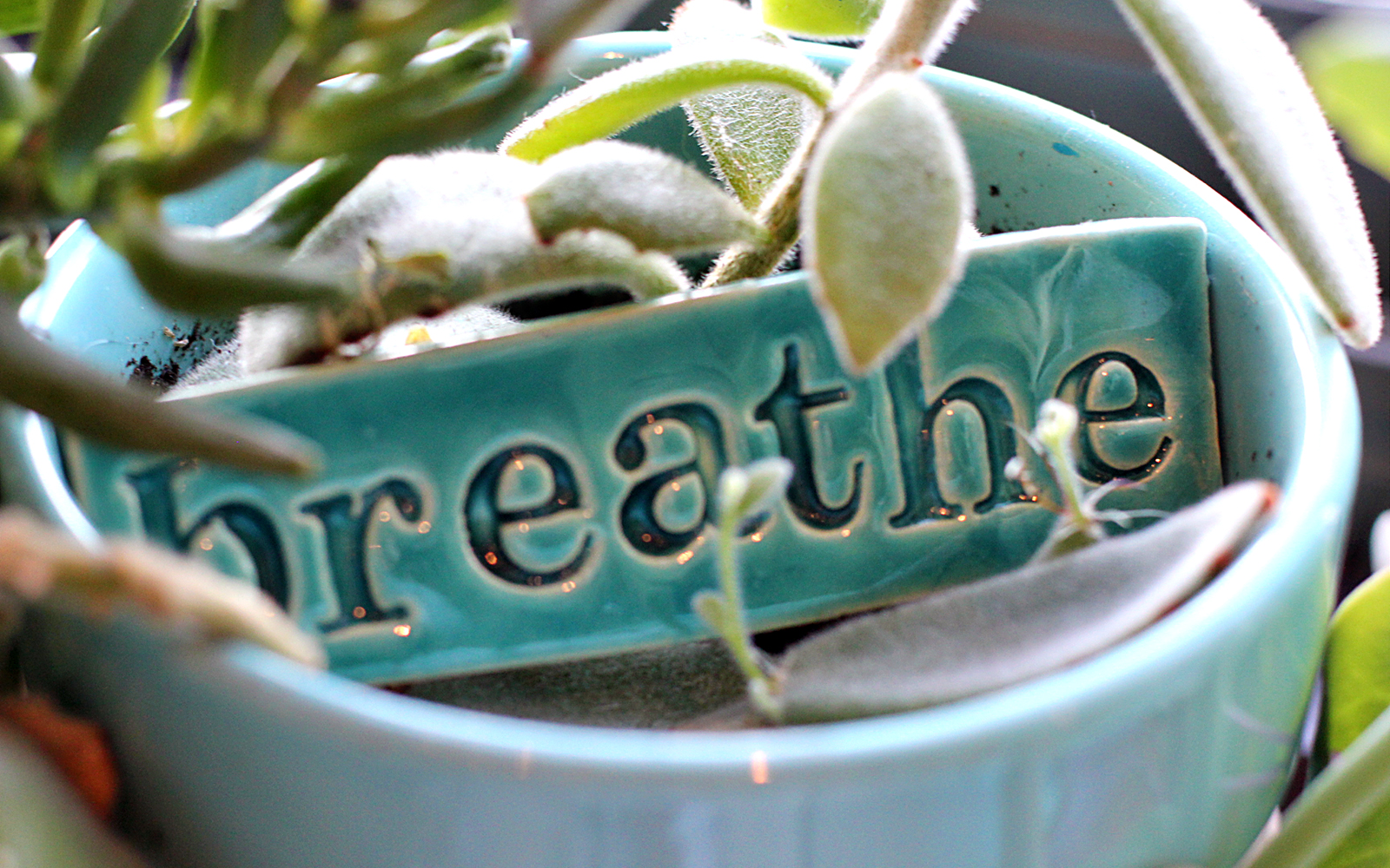 How Indoor Plants Help You to Breathe Easier and Lift Your Mood