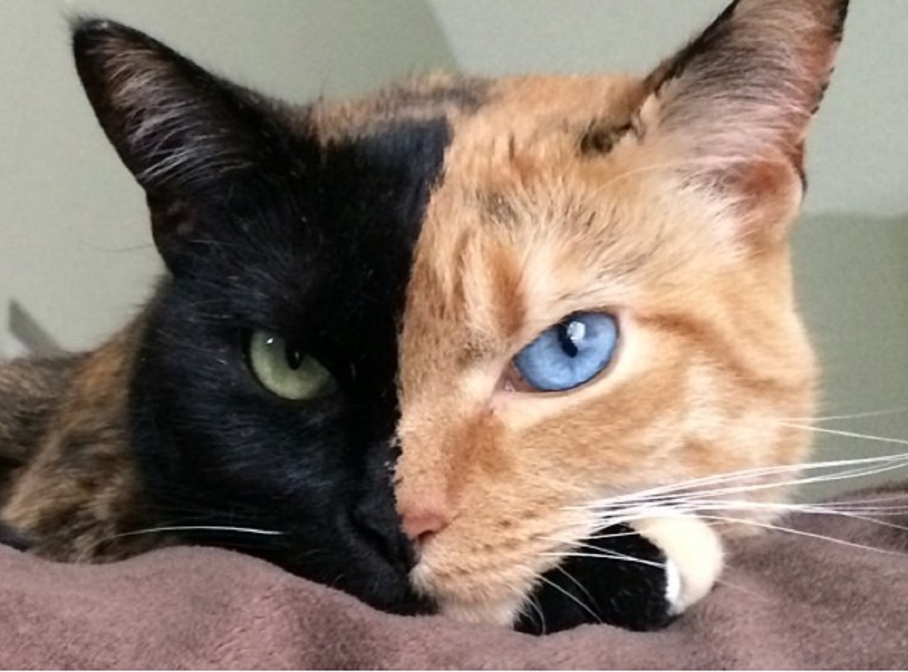 Meet Venus The Two Faced Cat  VIDEO AND PICTURES One 
