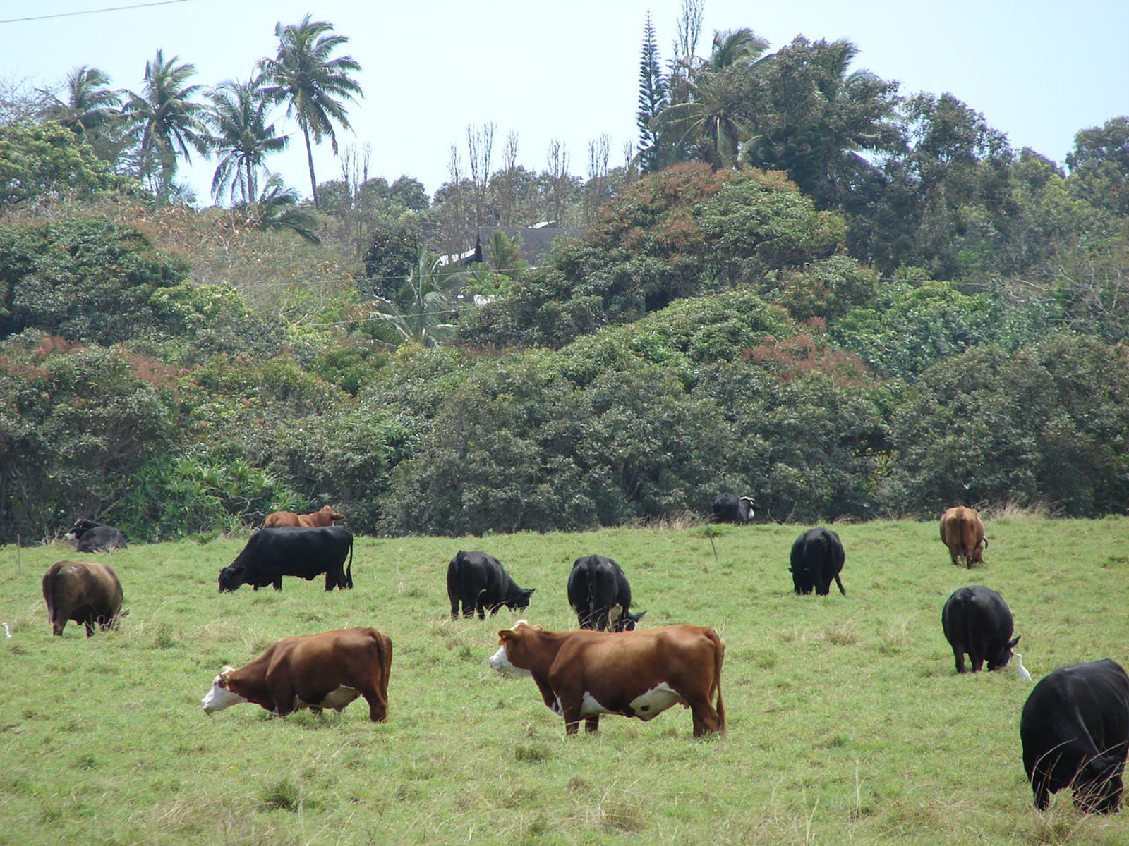 Cows in forest on field