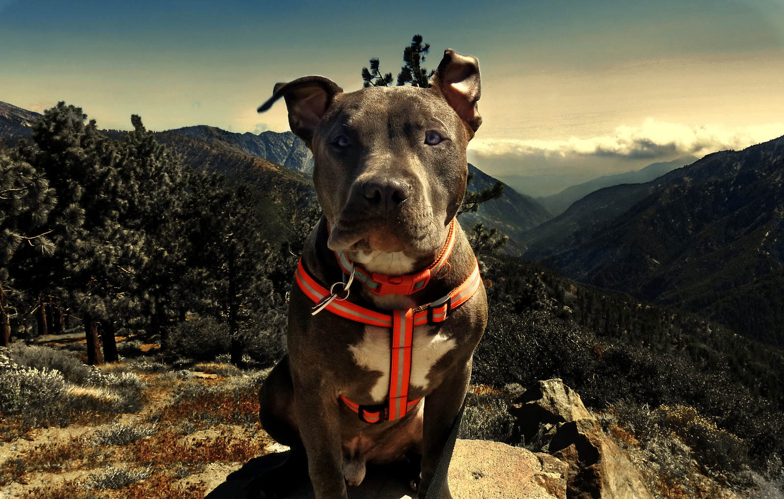 How to Have a Fun, Safe Day-Hike With Dogs