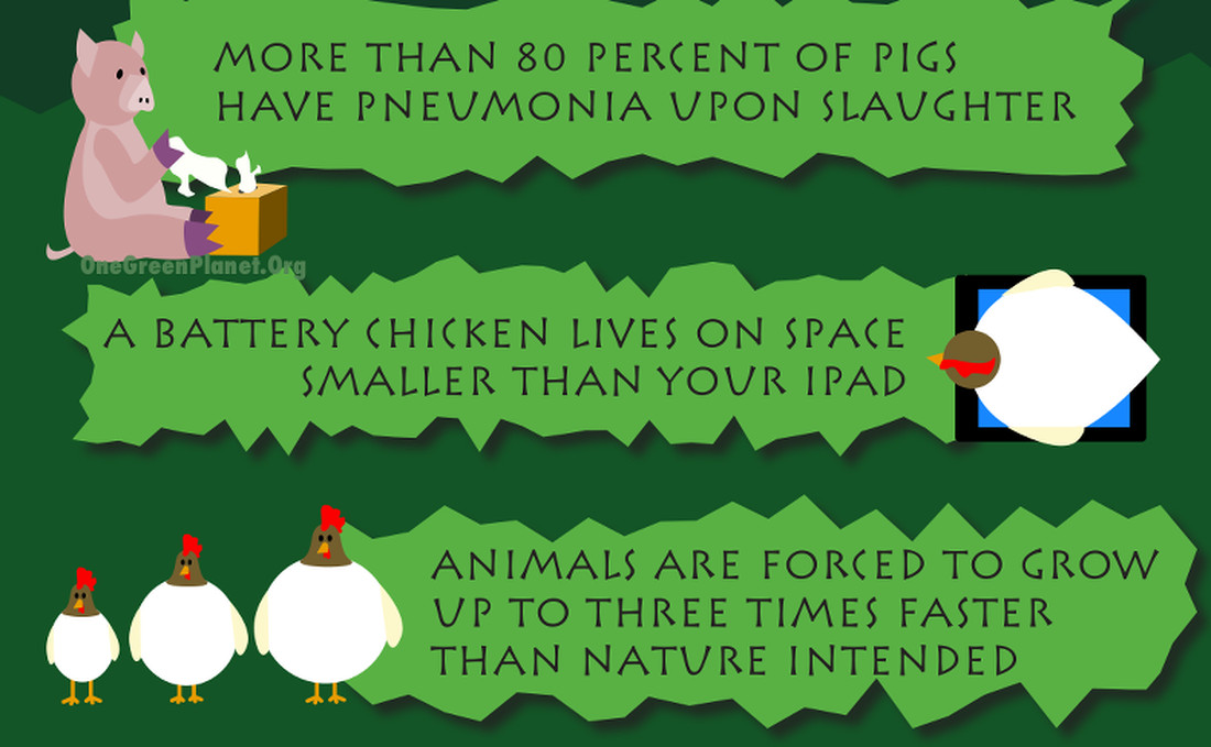 Shocking Facts About Factory Farmed Animals [INFOGRAPHIC]