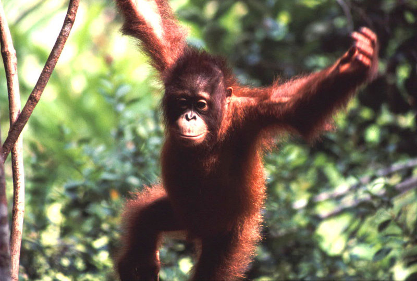 6 Major Victories for Primates in the Last Ten Years