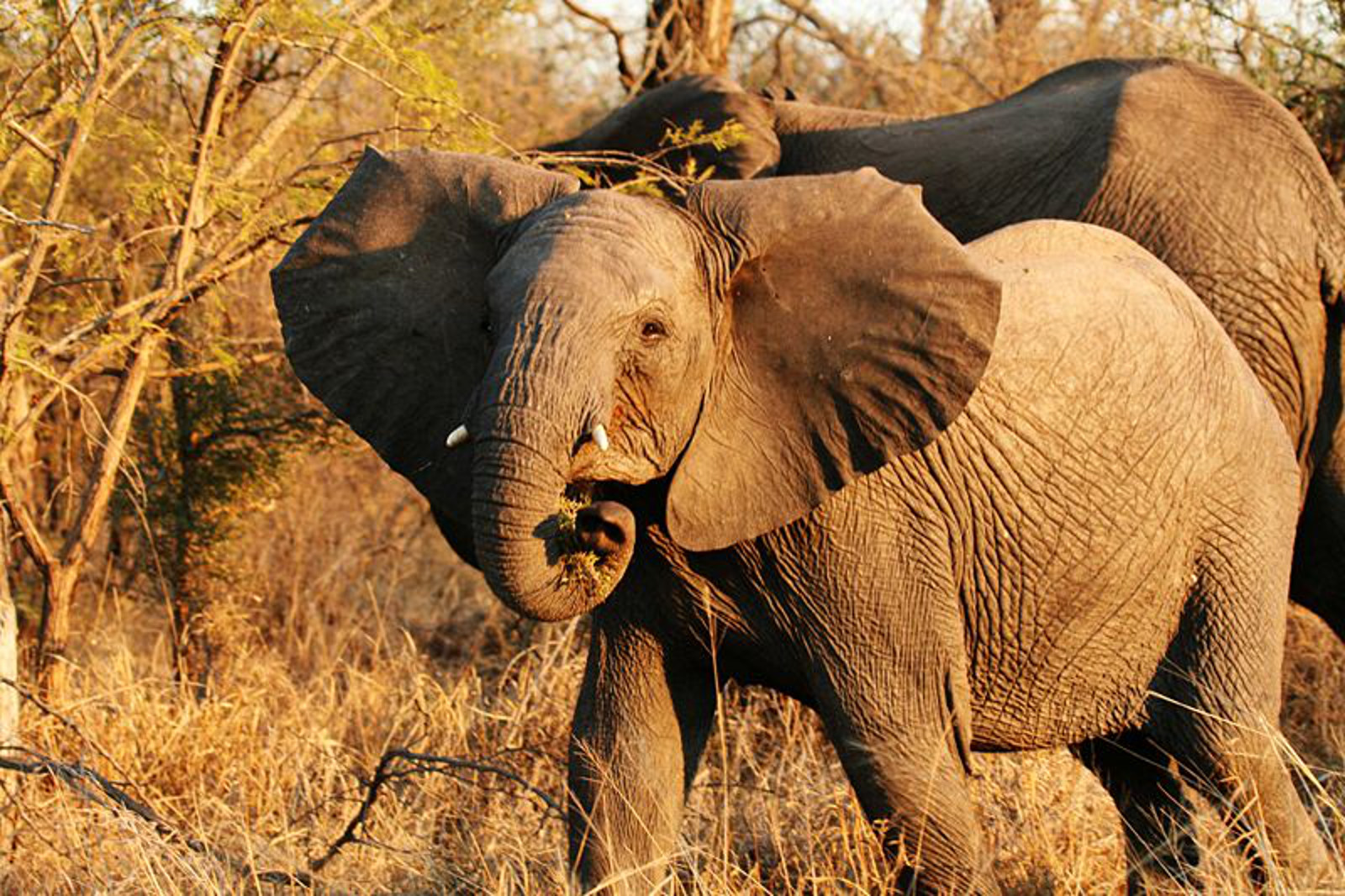Saving Africa’s Elephants