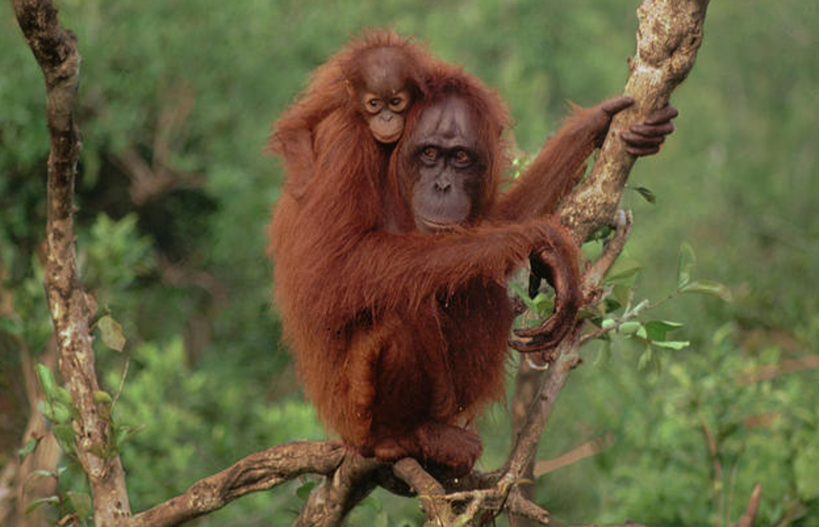 Orangutan holding their baby