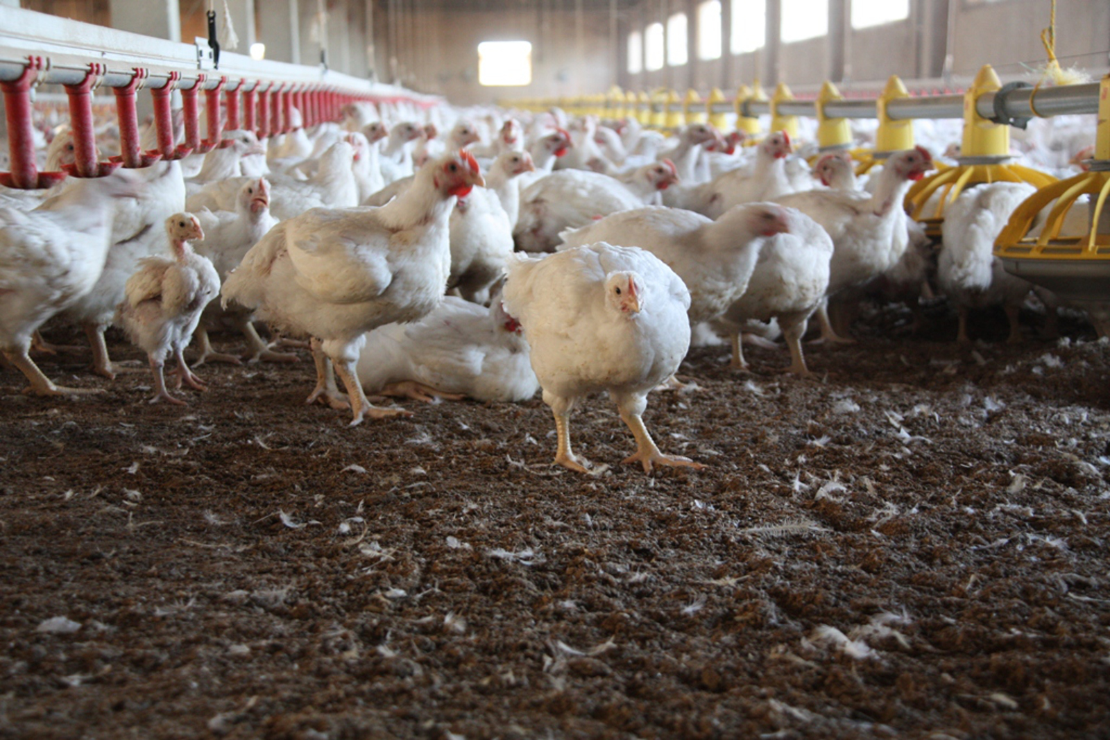 The Big 3 Myths About the Chicken Industry