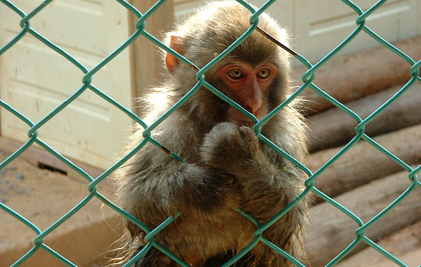 Plight of the Monkeys of Mauritius