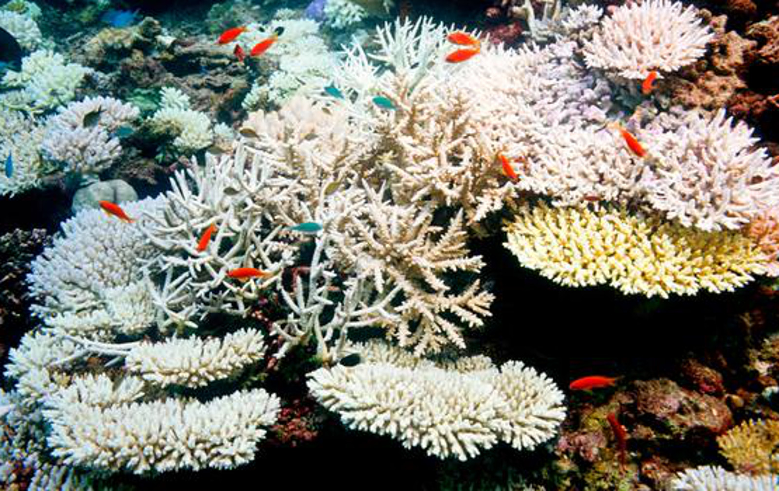 5 Species We Stand to Lose if Coral Reefs are Destroyed