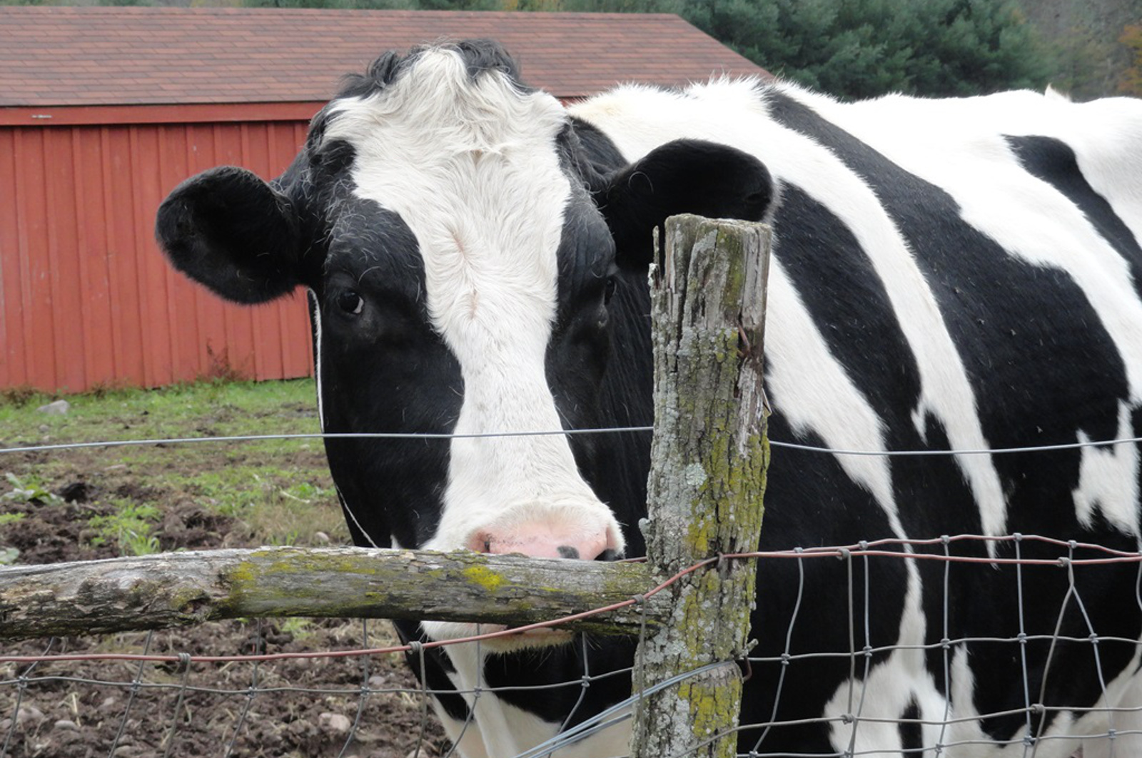 10 Things to Love About Cows