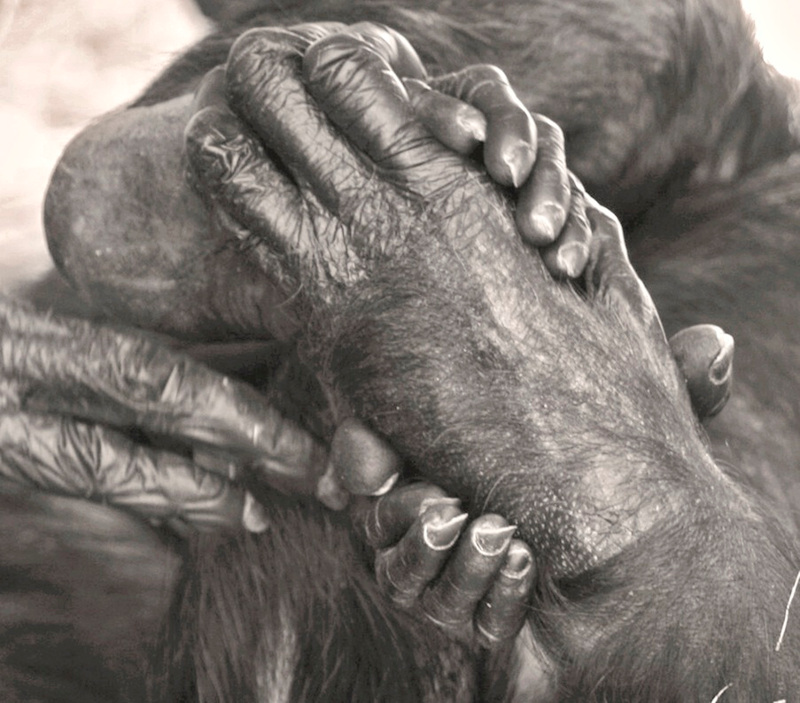 chimpanzee hand groom clasp