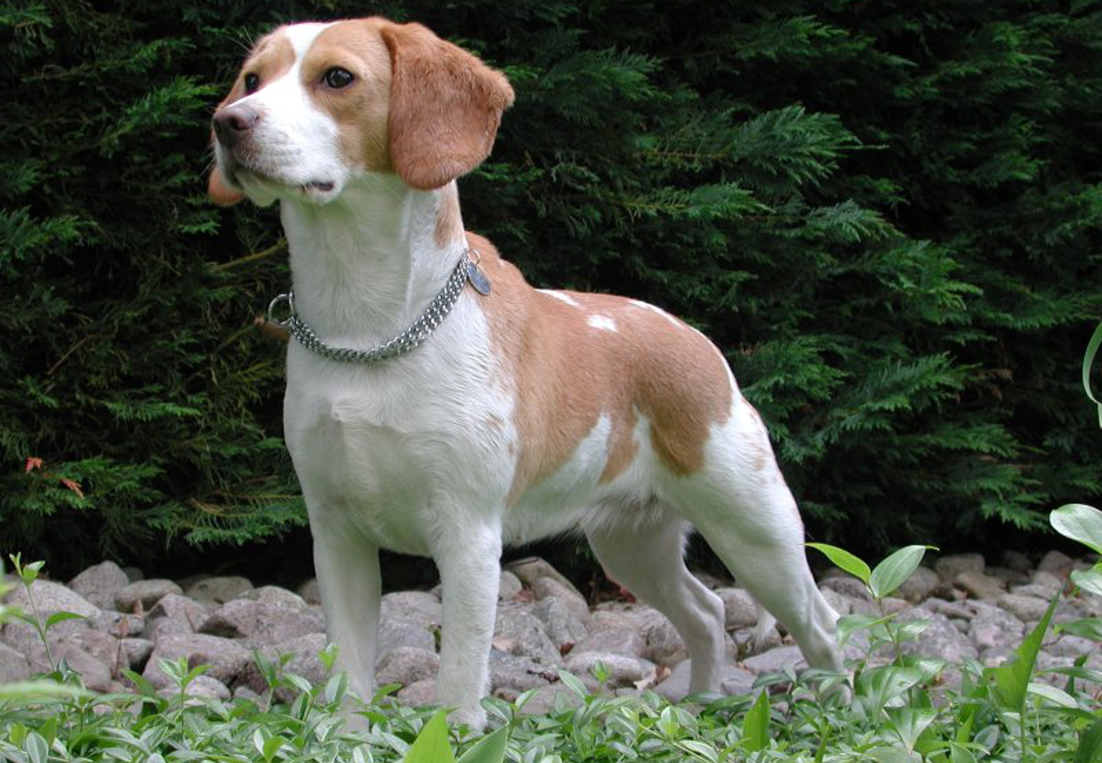 Paula Fitzsimmons: Why Beagles are Used for Pharmaceutical Testing and What You Can Do!
