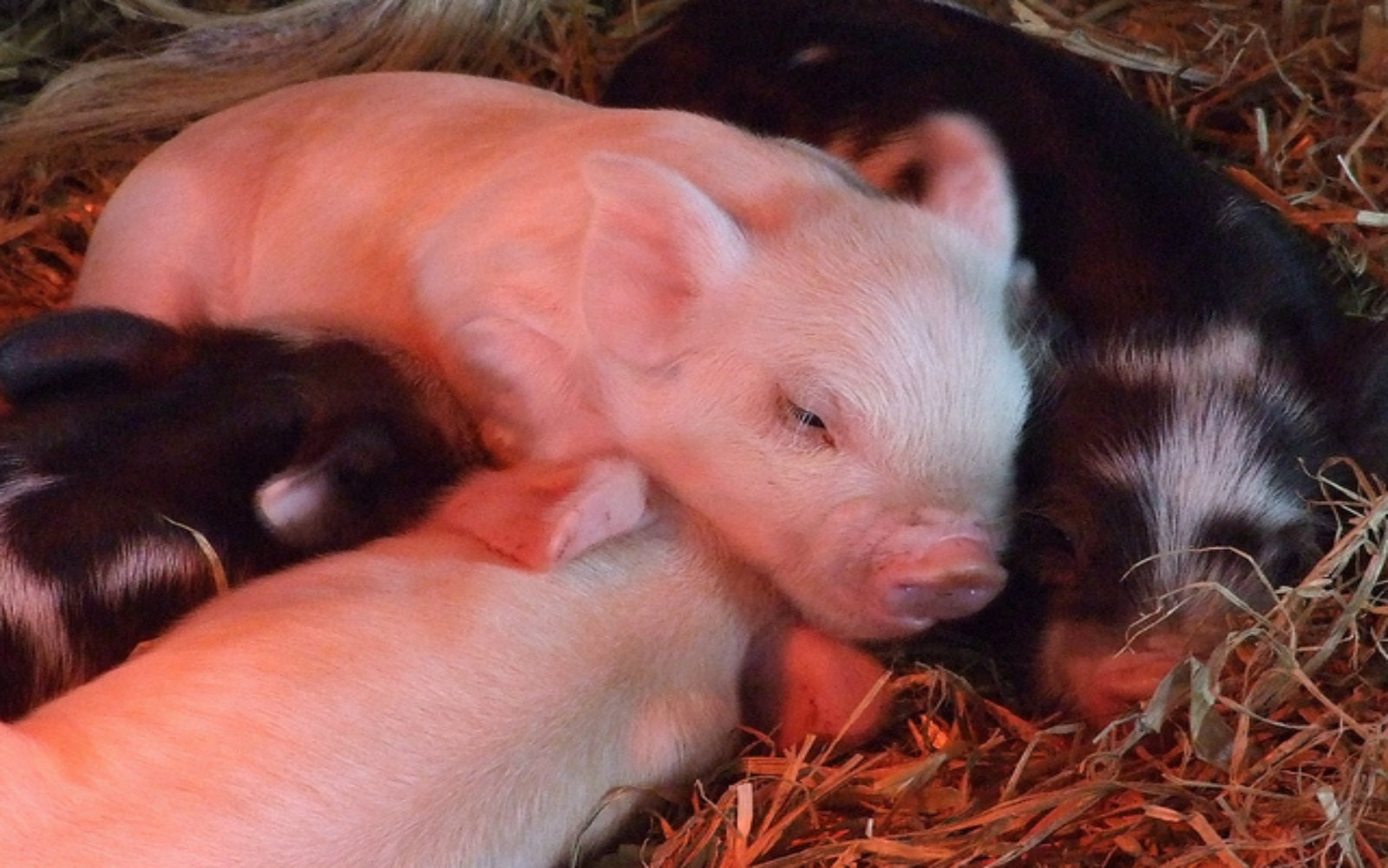 10 Times Pigs Were Cuter Than Bacon Tastes