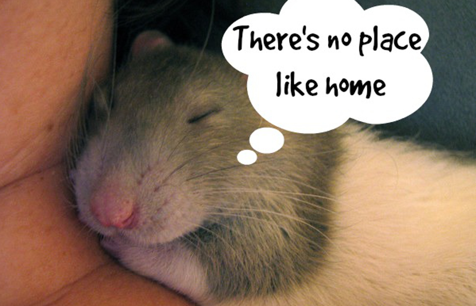 Proof Rats Should be Loved, Not Used for Tests in Labs! (Photos)