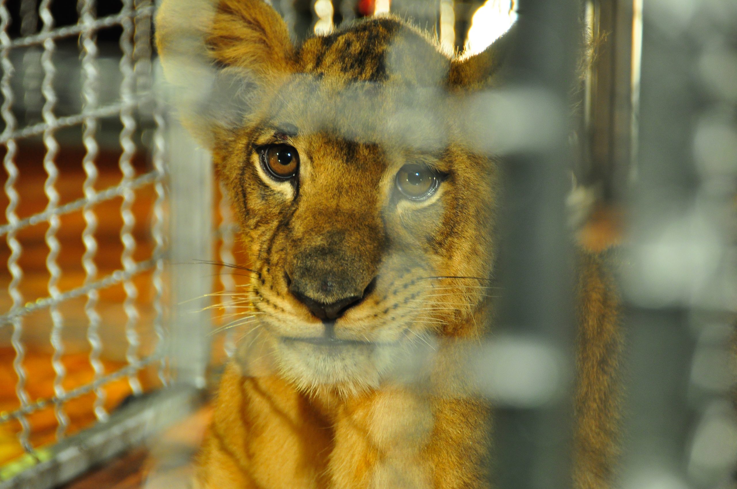 lion cub in cage