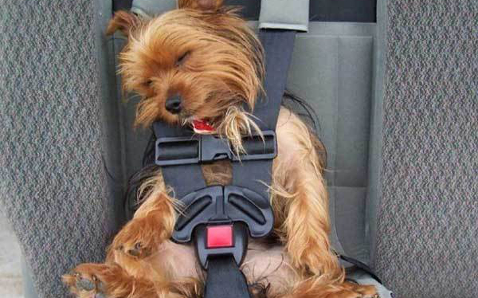 15 Times Humans Treated Their Dogs Like Their Own Babies (PHOTOS)