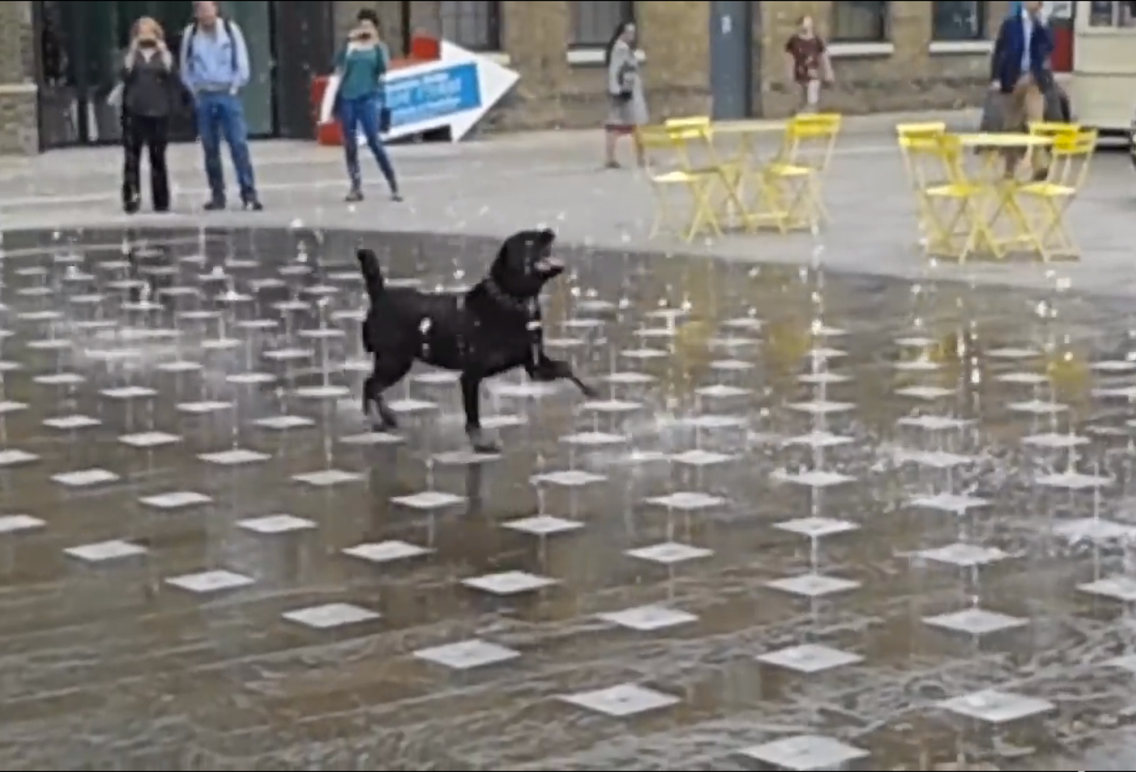 Dog Discovers a Water Fountain and Does 